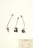 藏品(玉山鹿蹄草)的圖片